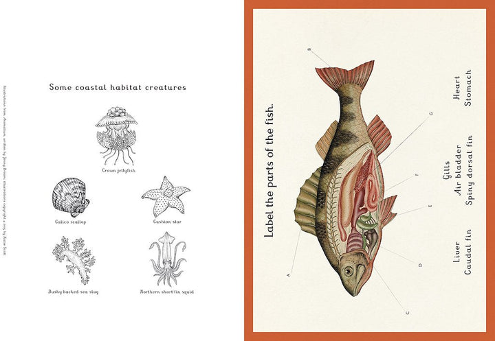 Animalium Activity Book by Katie Scott-Activity Books-Books-9781783703432-Stardust-Store